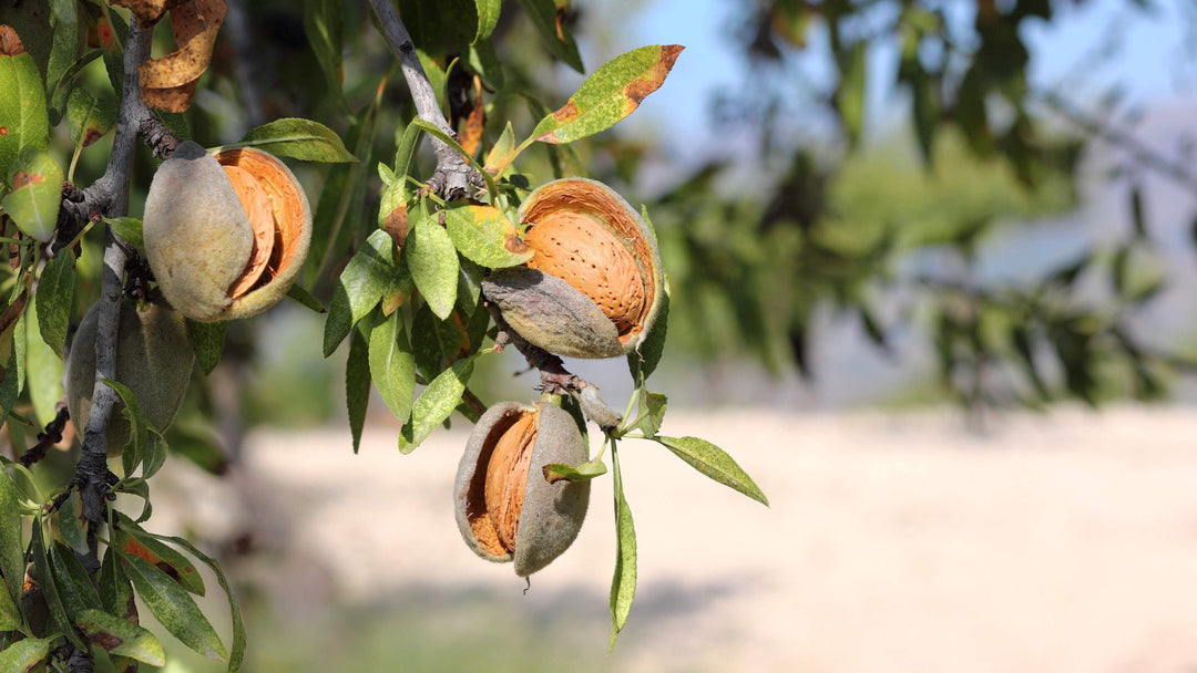 Almond Collection