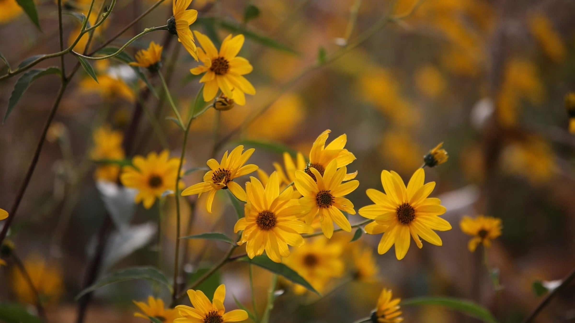 Arnica Collection