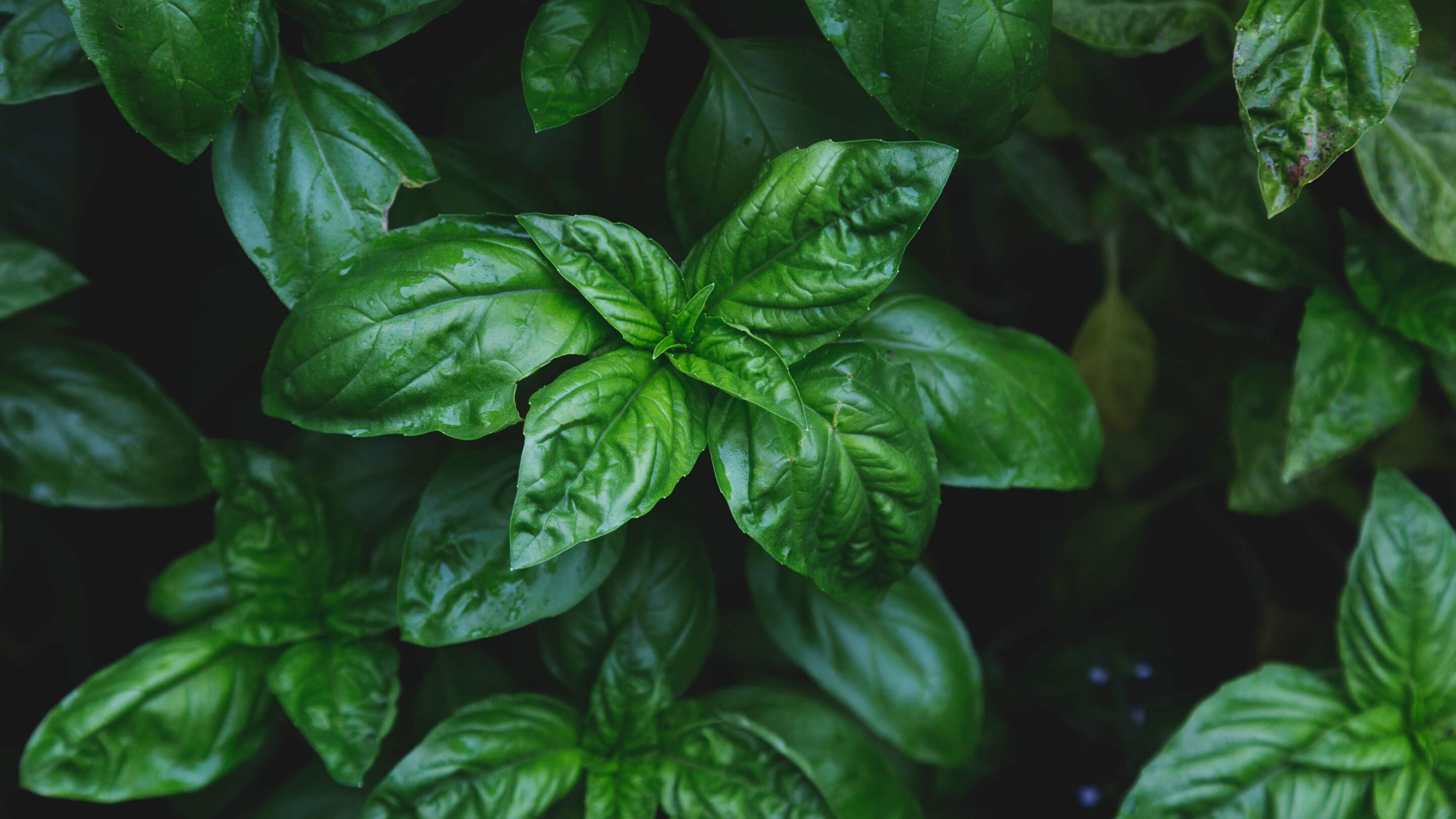 Basil – de mână