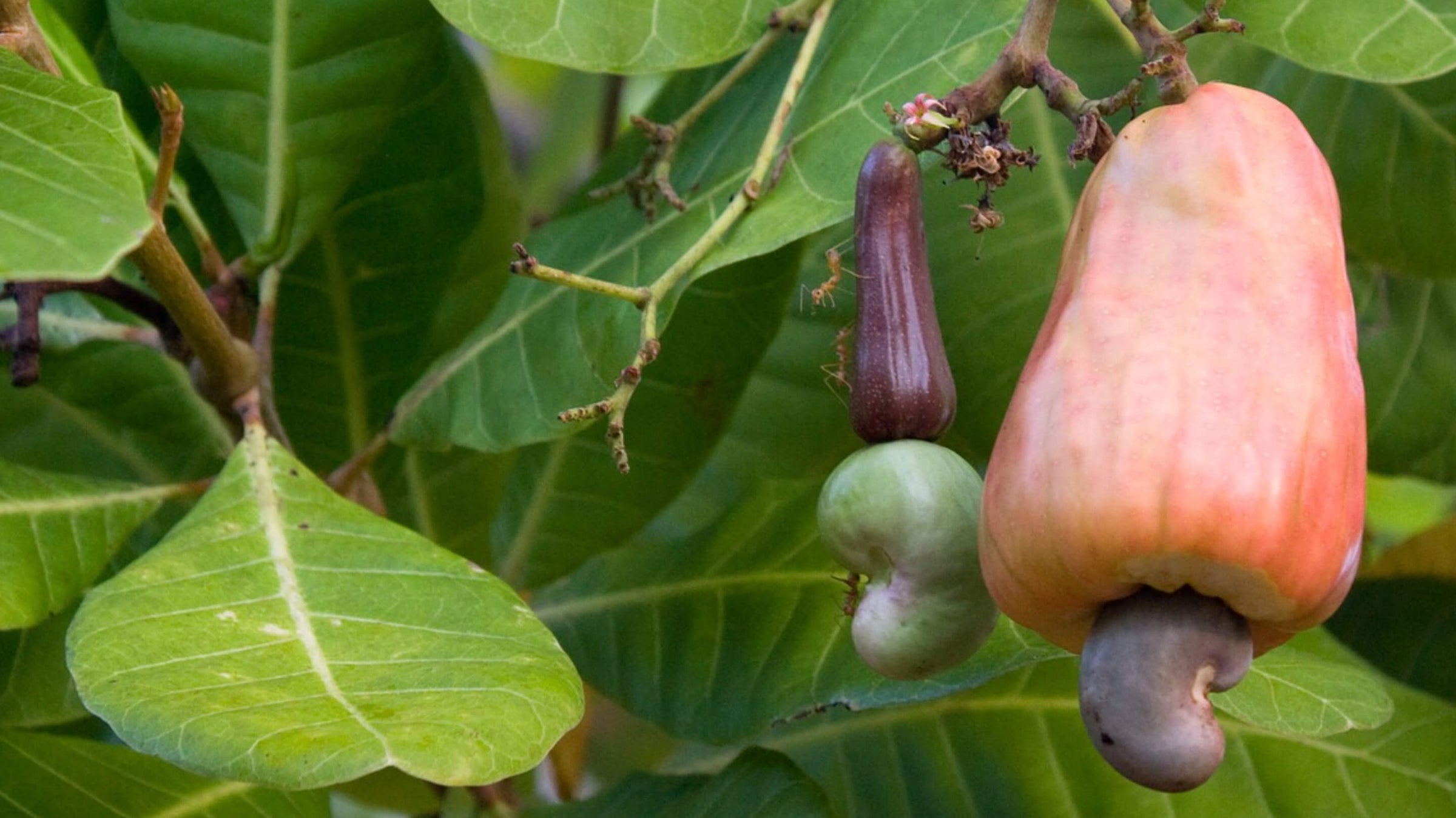 Cashew Collection