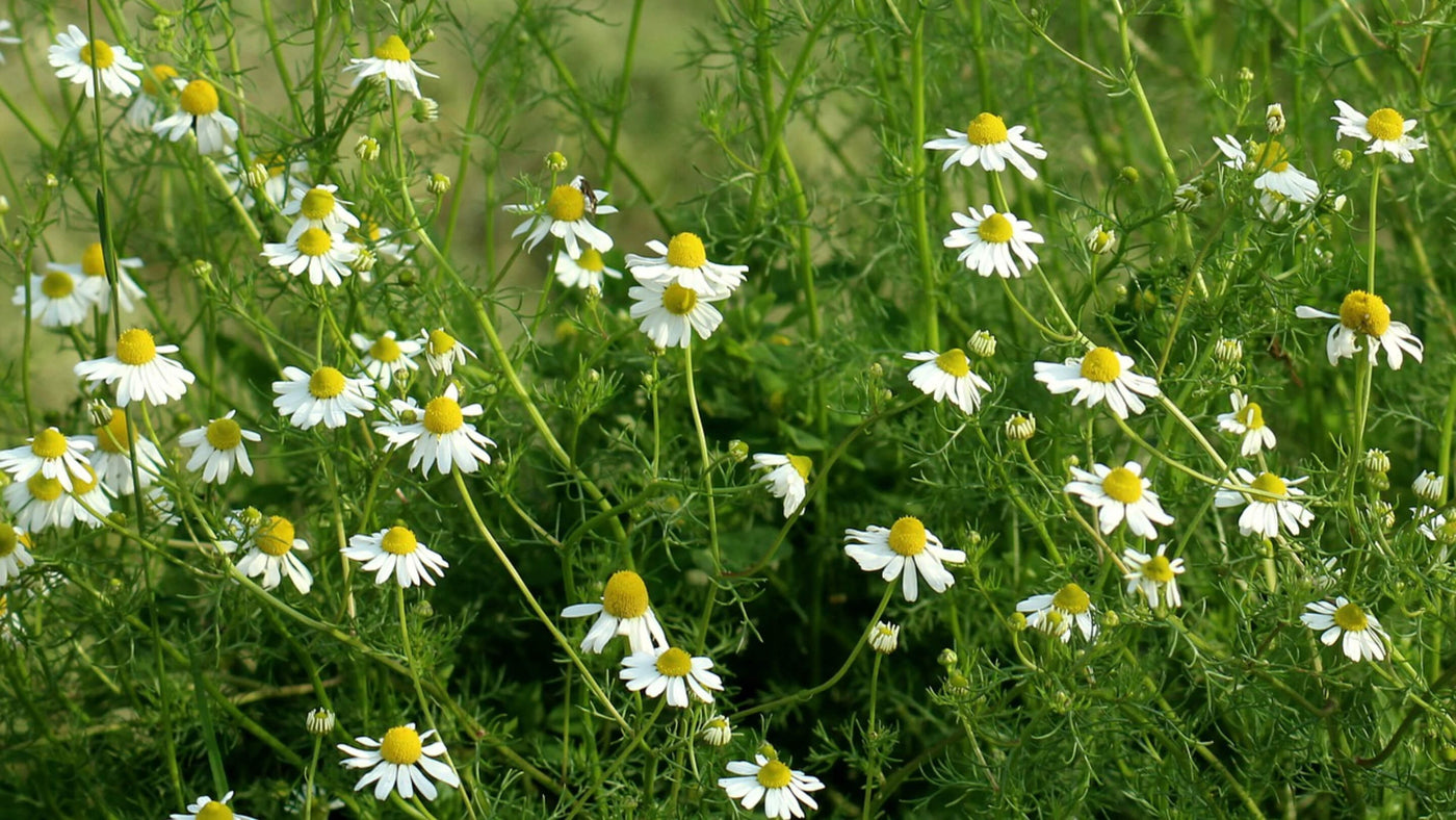 Chamomile Collection