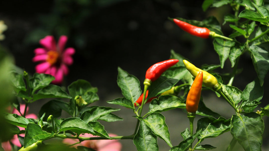 Chilli Collection