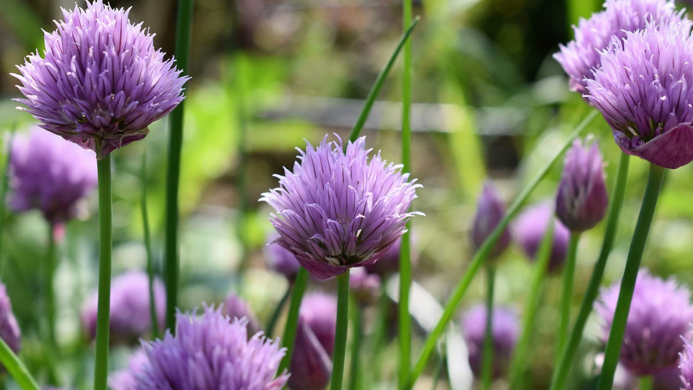 Chives Collection