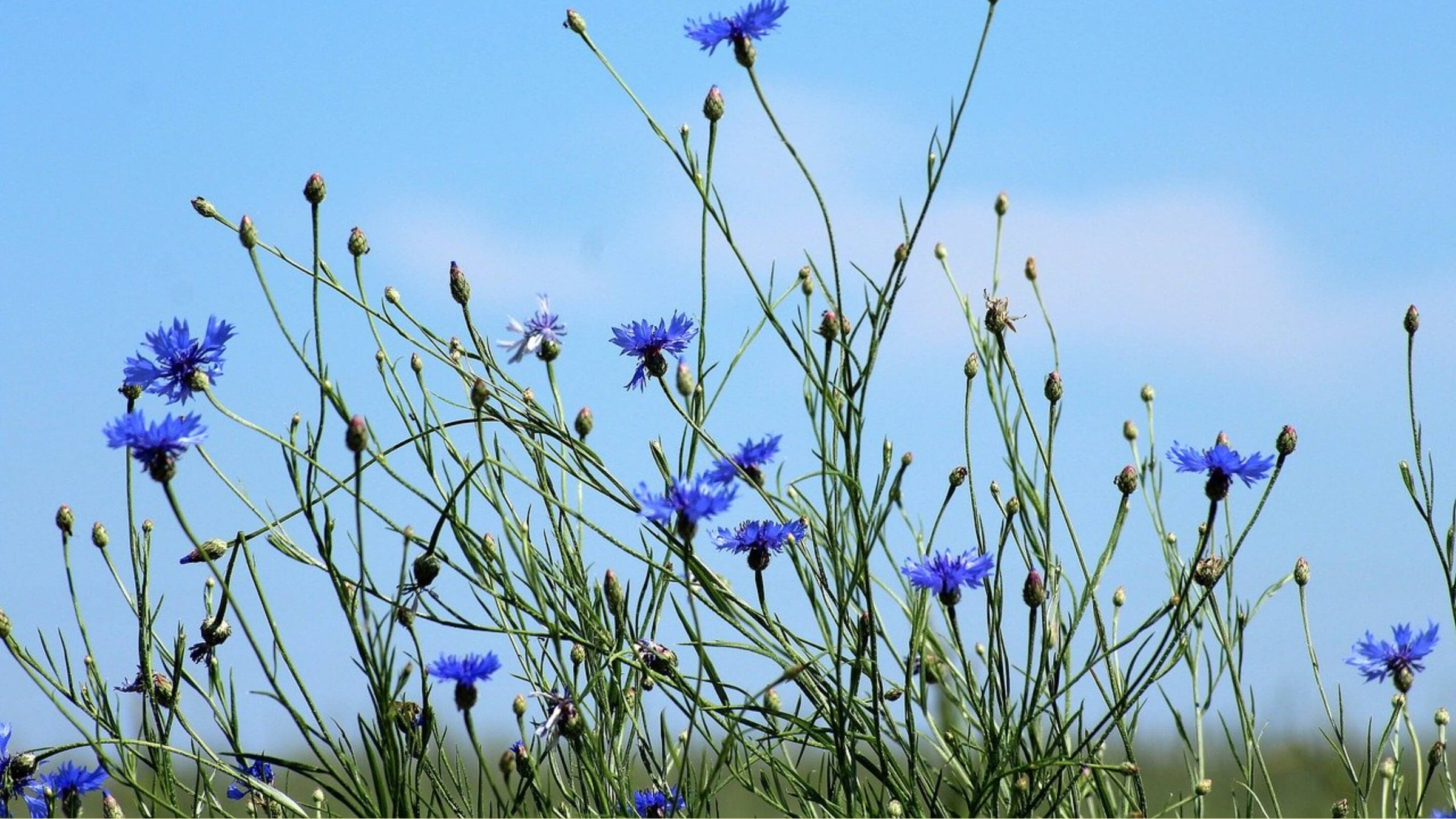 Cornflower Collection