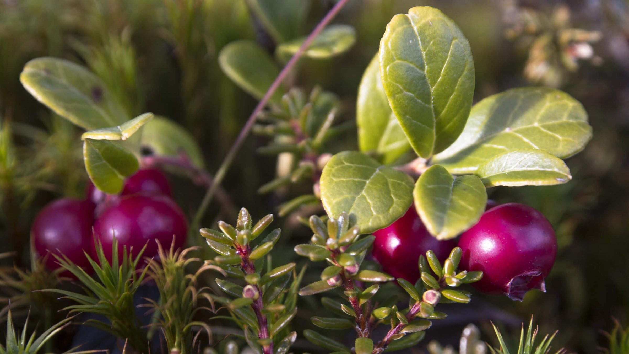 Cranberry Collection