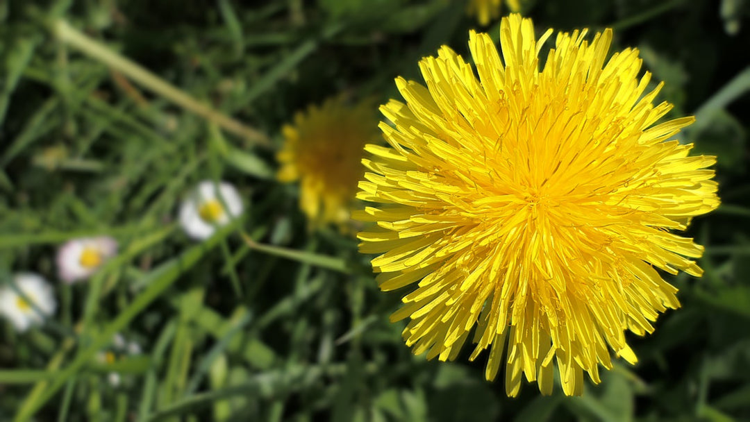 Dandelion