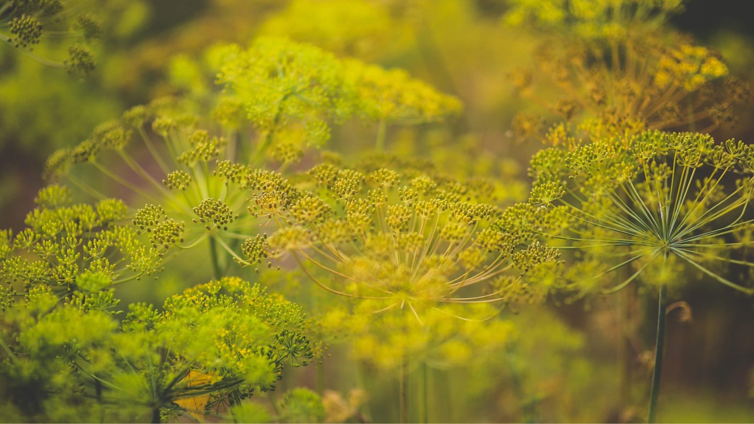 Dill Collection