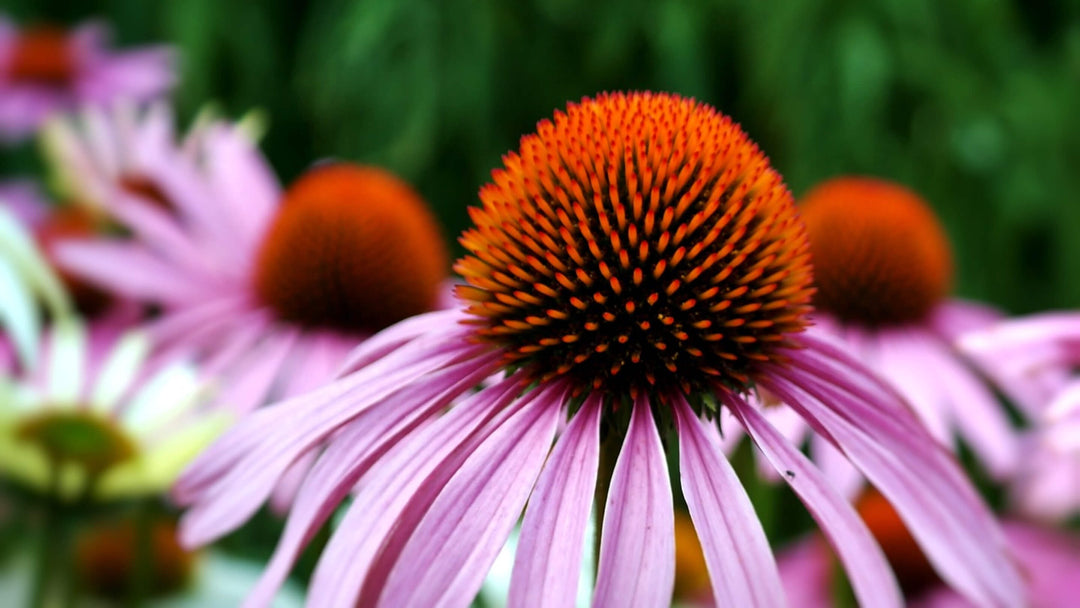 Echinacea Collection