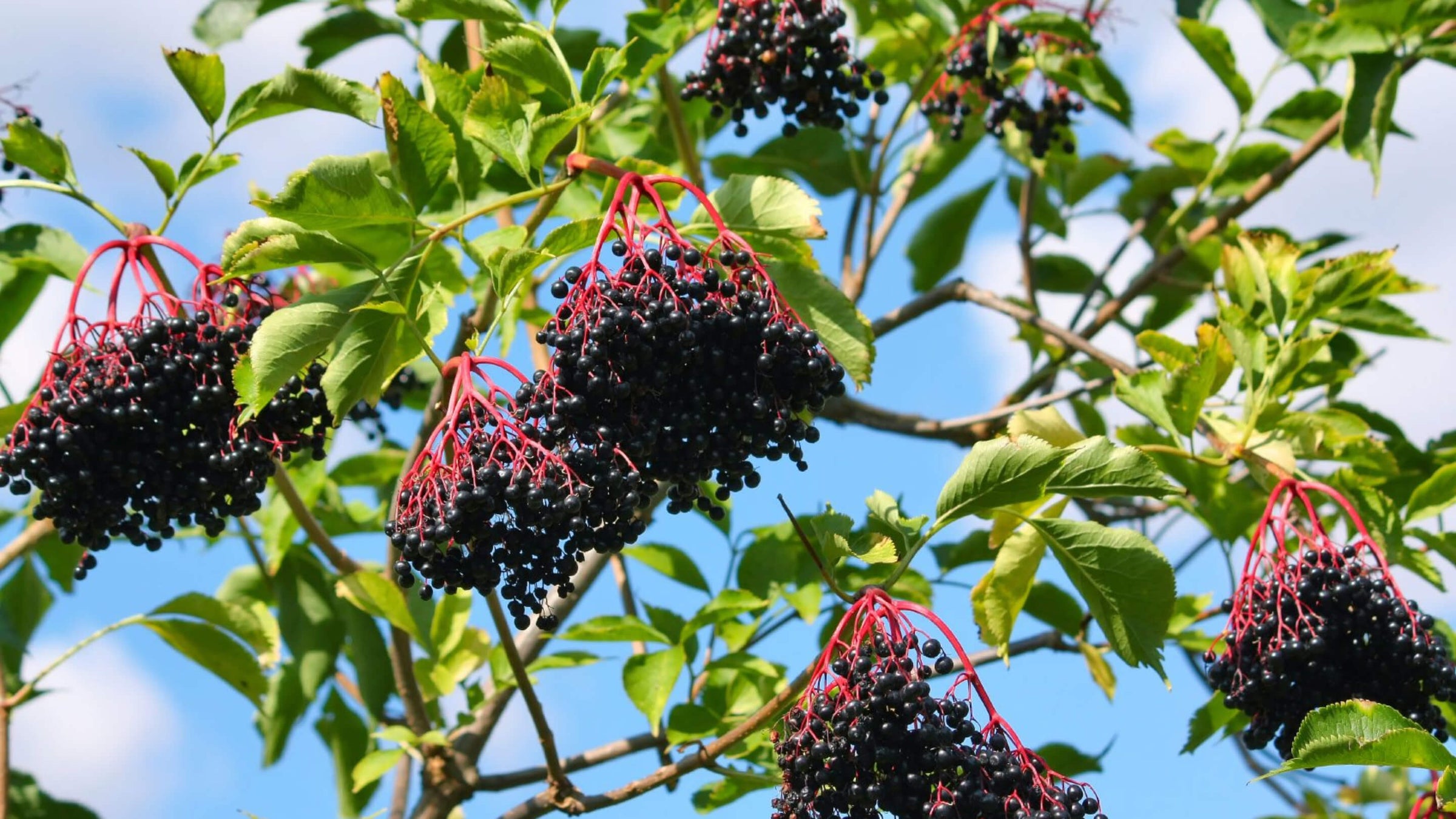 Elderberry Collection