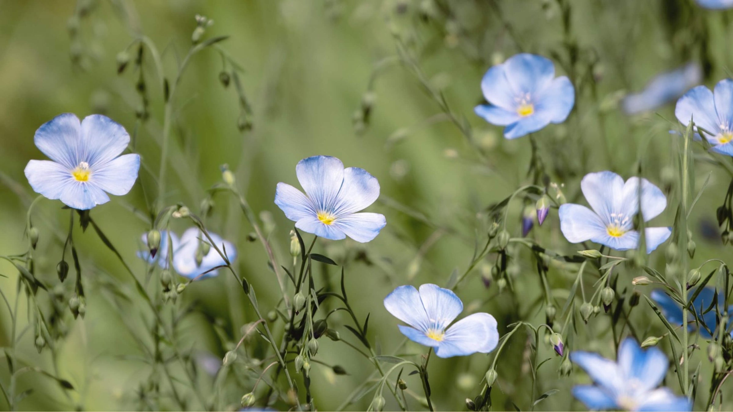 Flax Collection