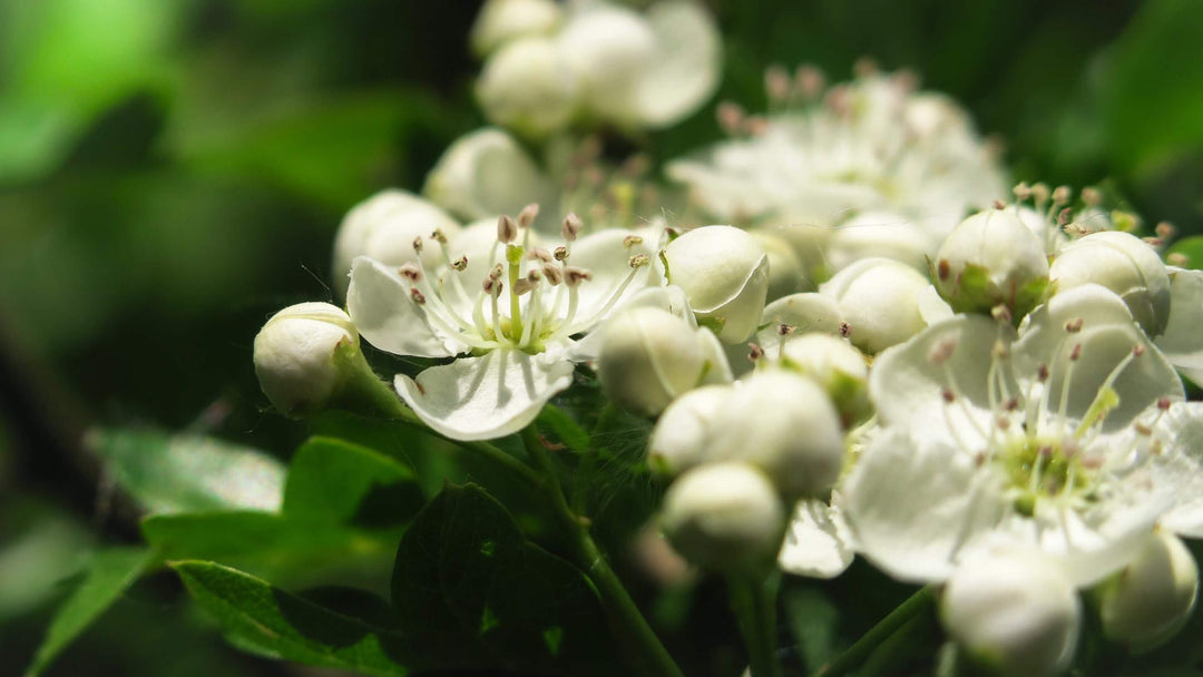 Hawthorn