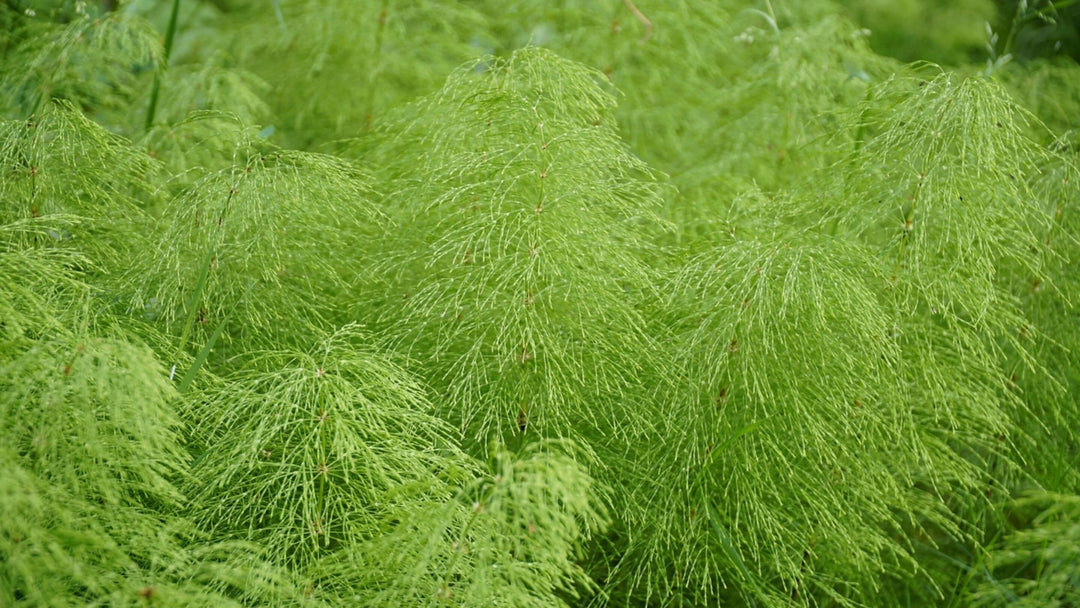 Horsetail