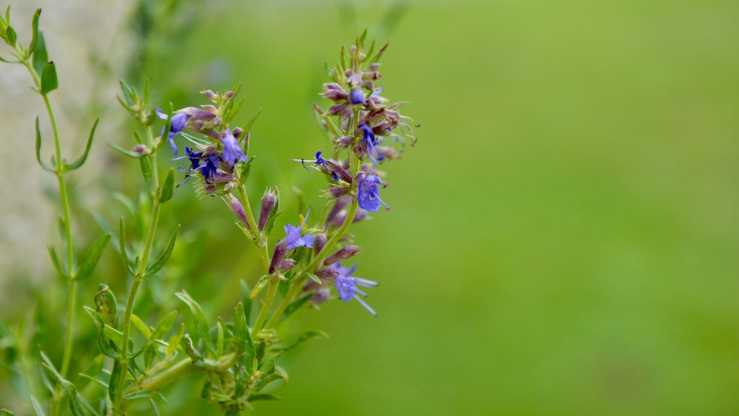 Hyssop Collection