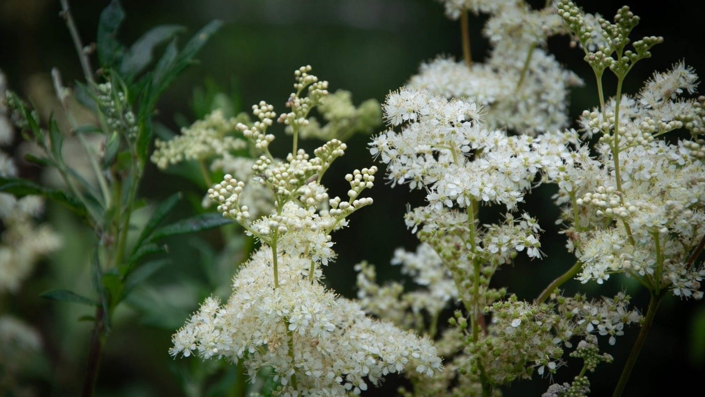Meadowsweet Collection
