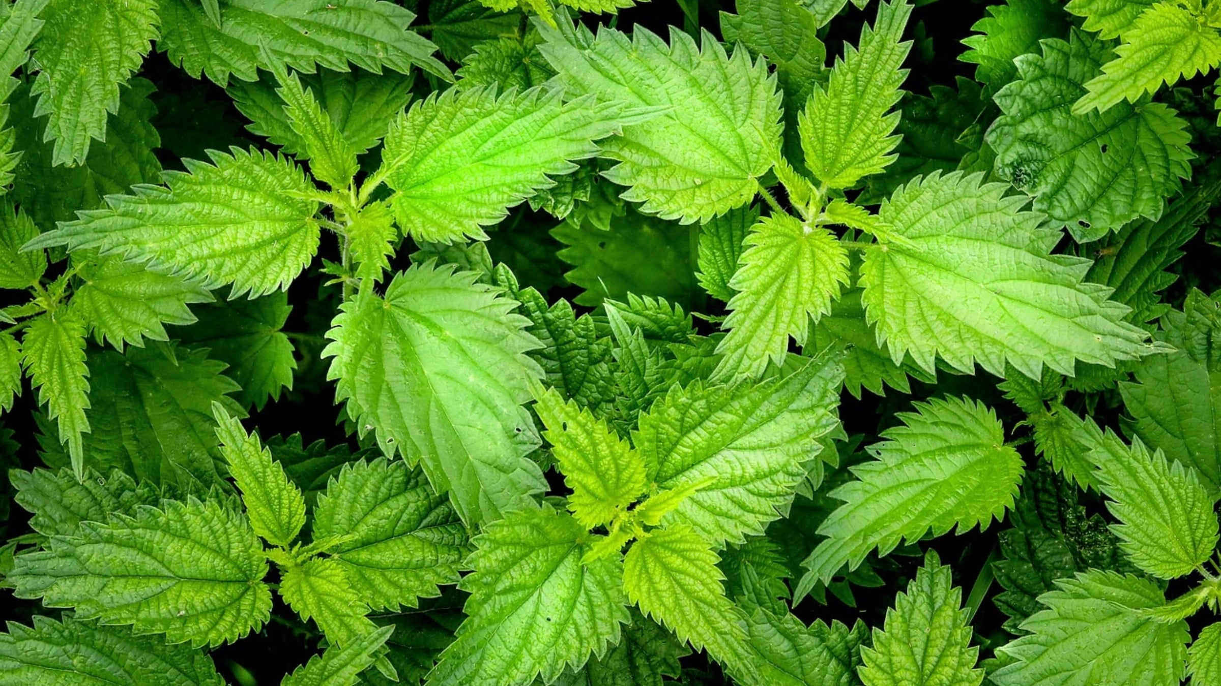 Nettle Collection