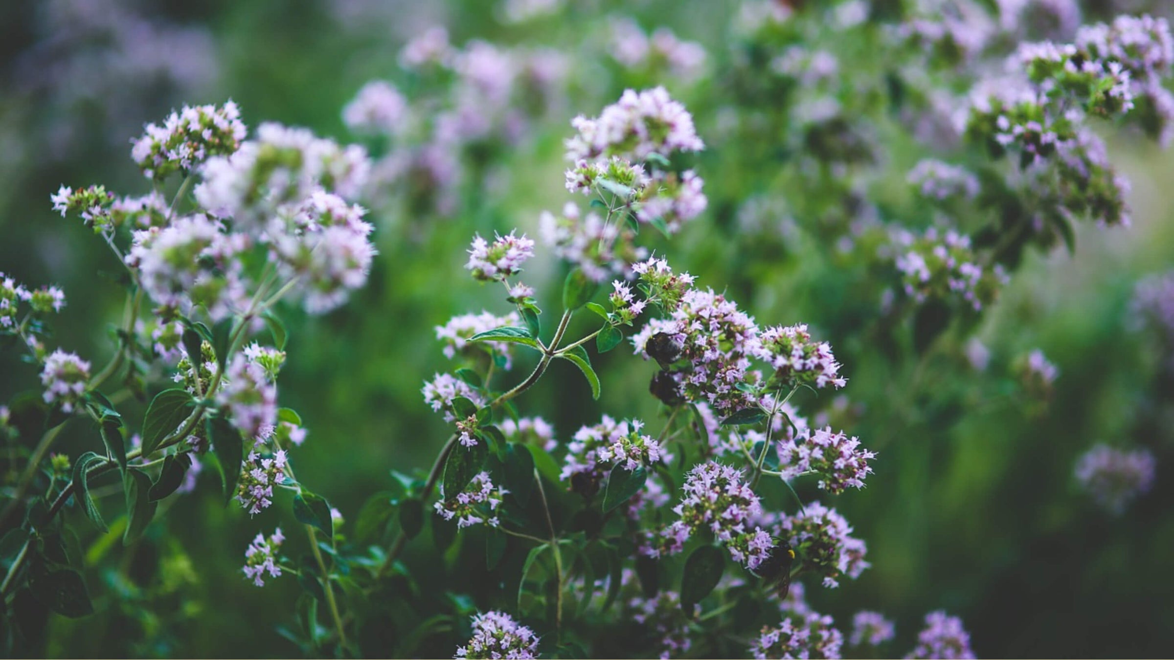 Oregano Collection