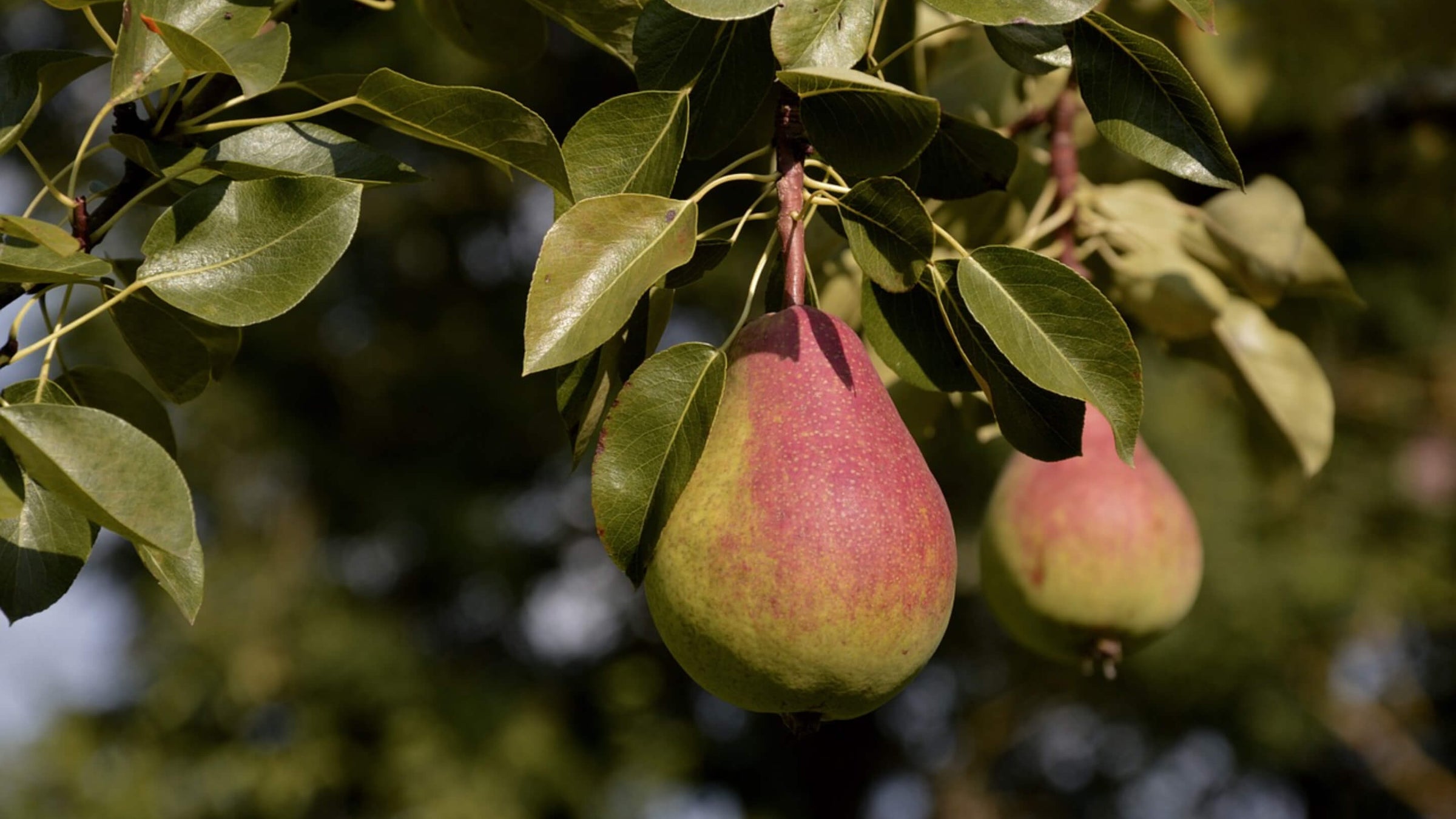 Pear Collection