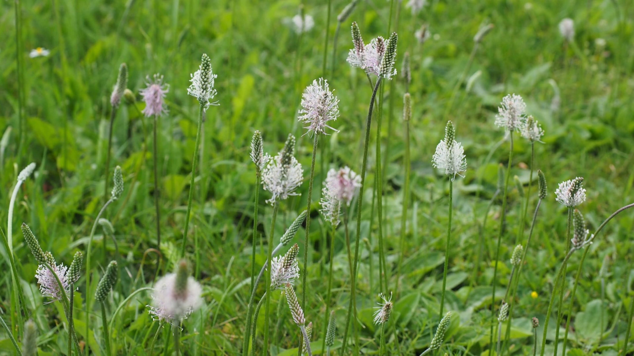 Plantago Collection