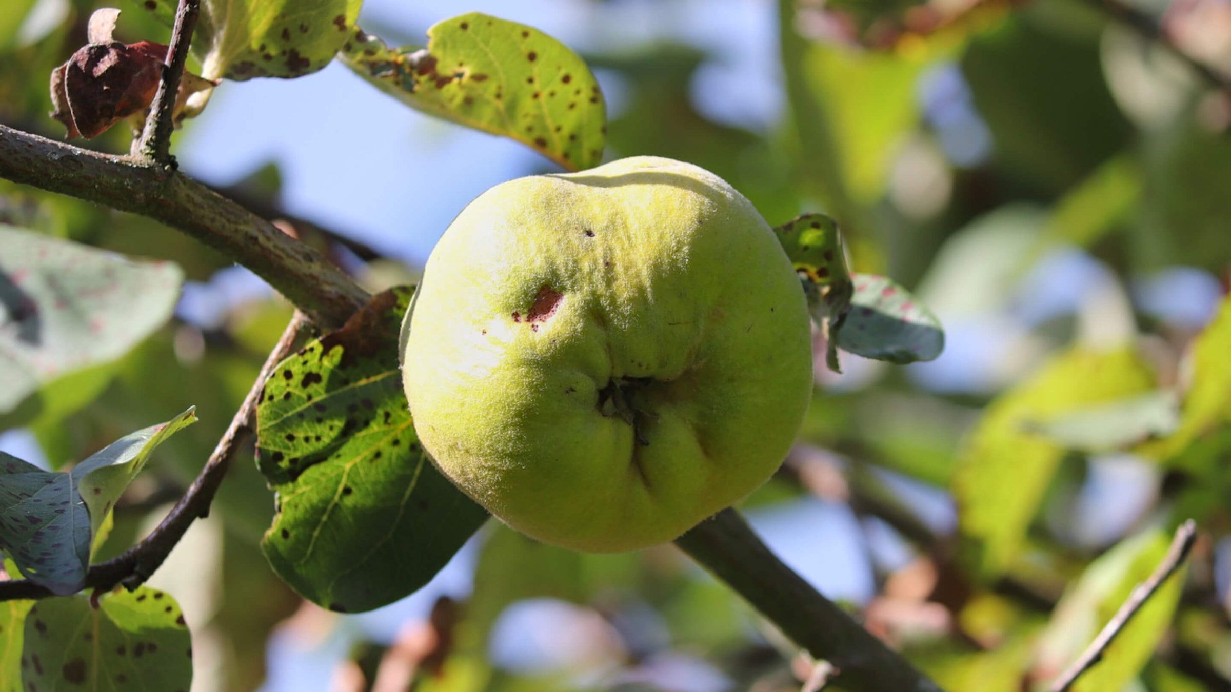 Quince Collection