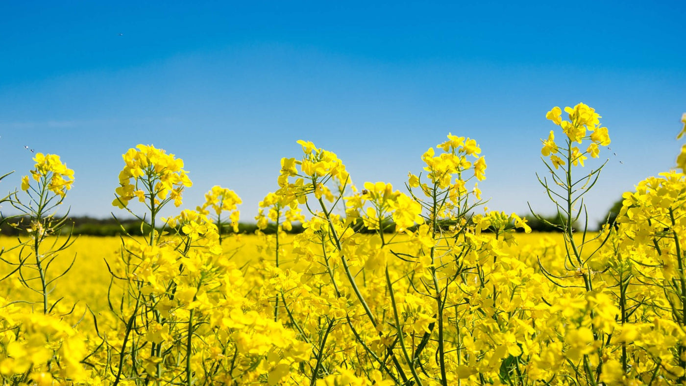 Rapeseed Collection