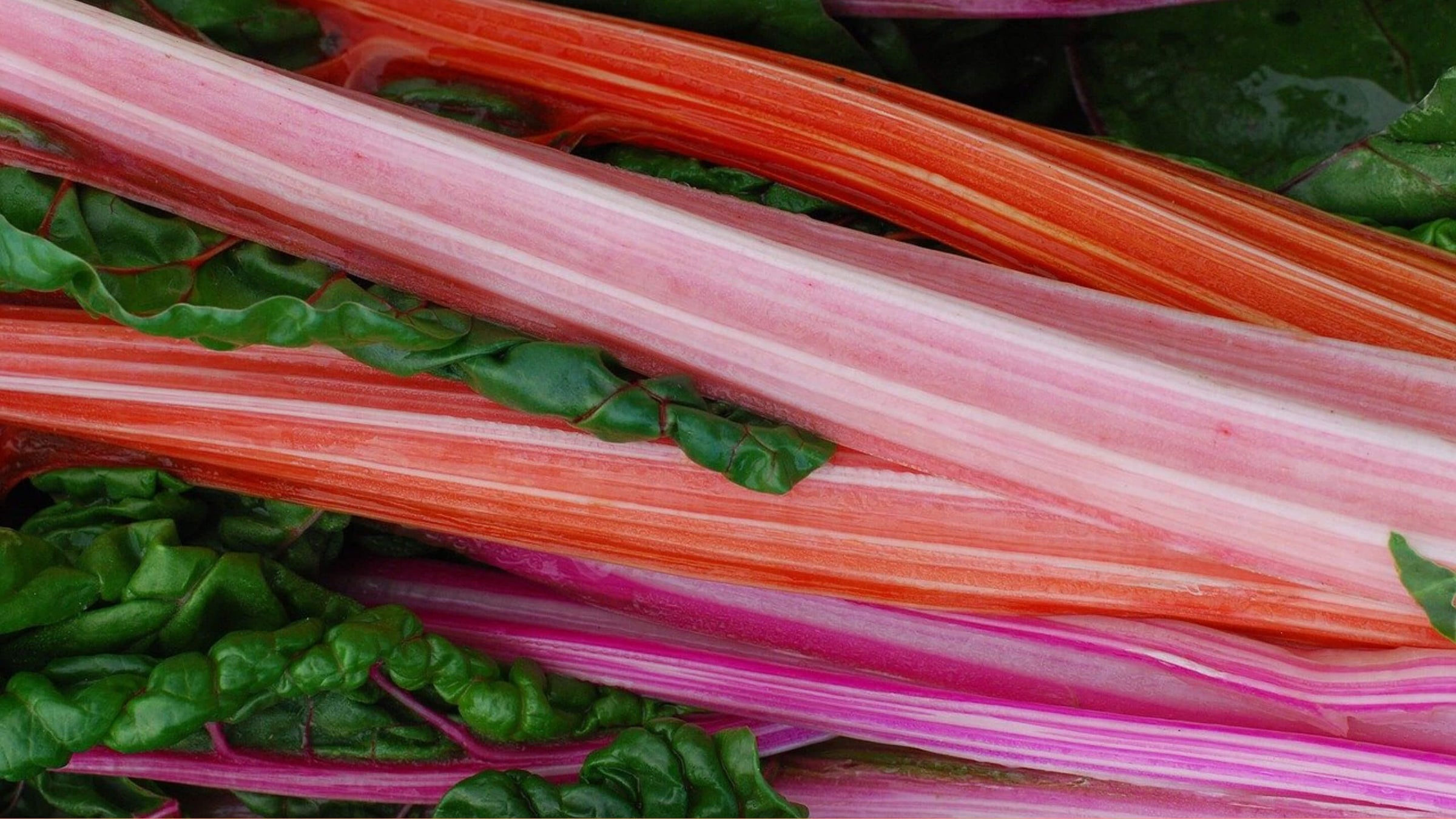 Rhubarb Collection