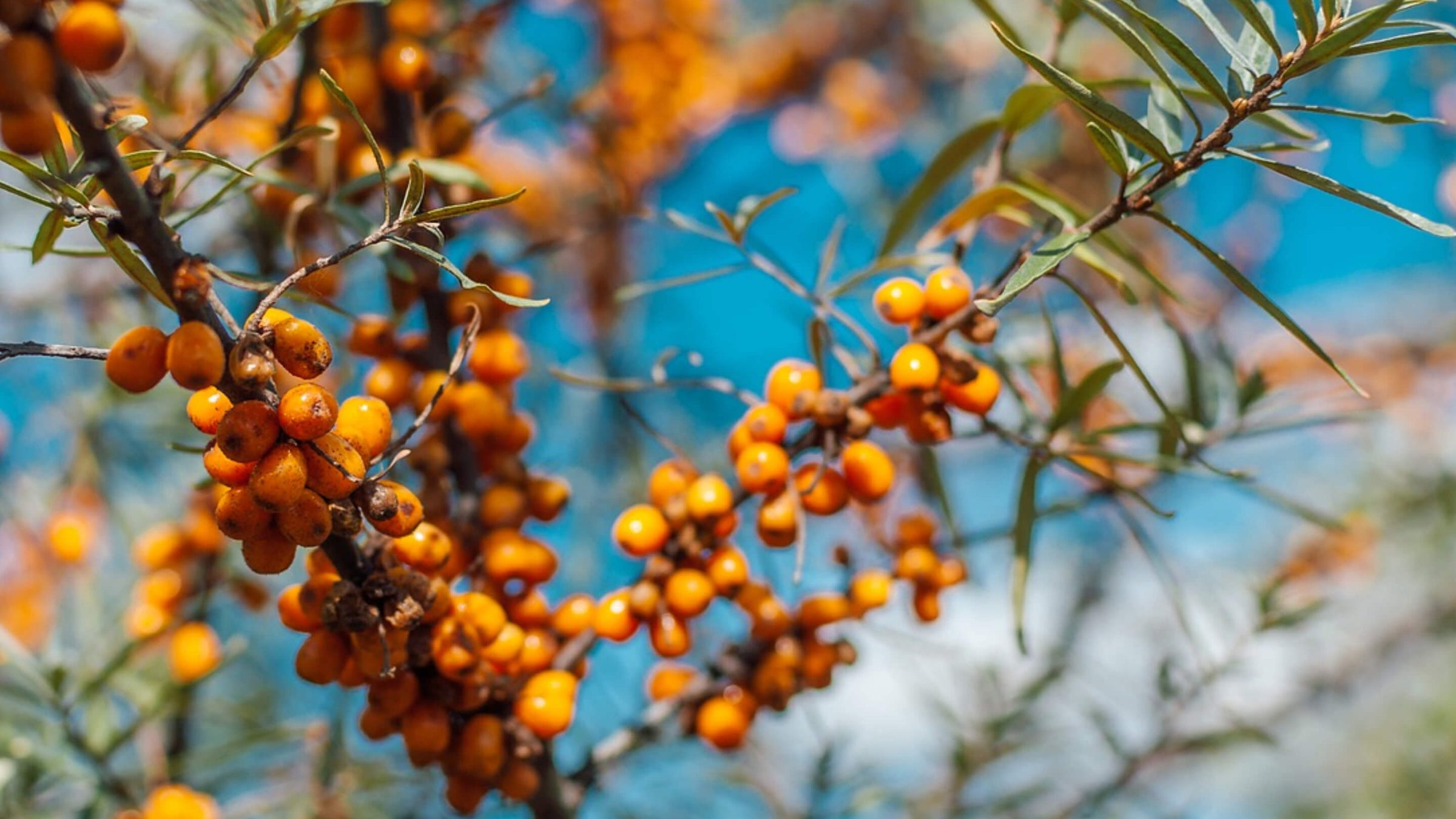 Sea Buckthorn Collection