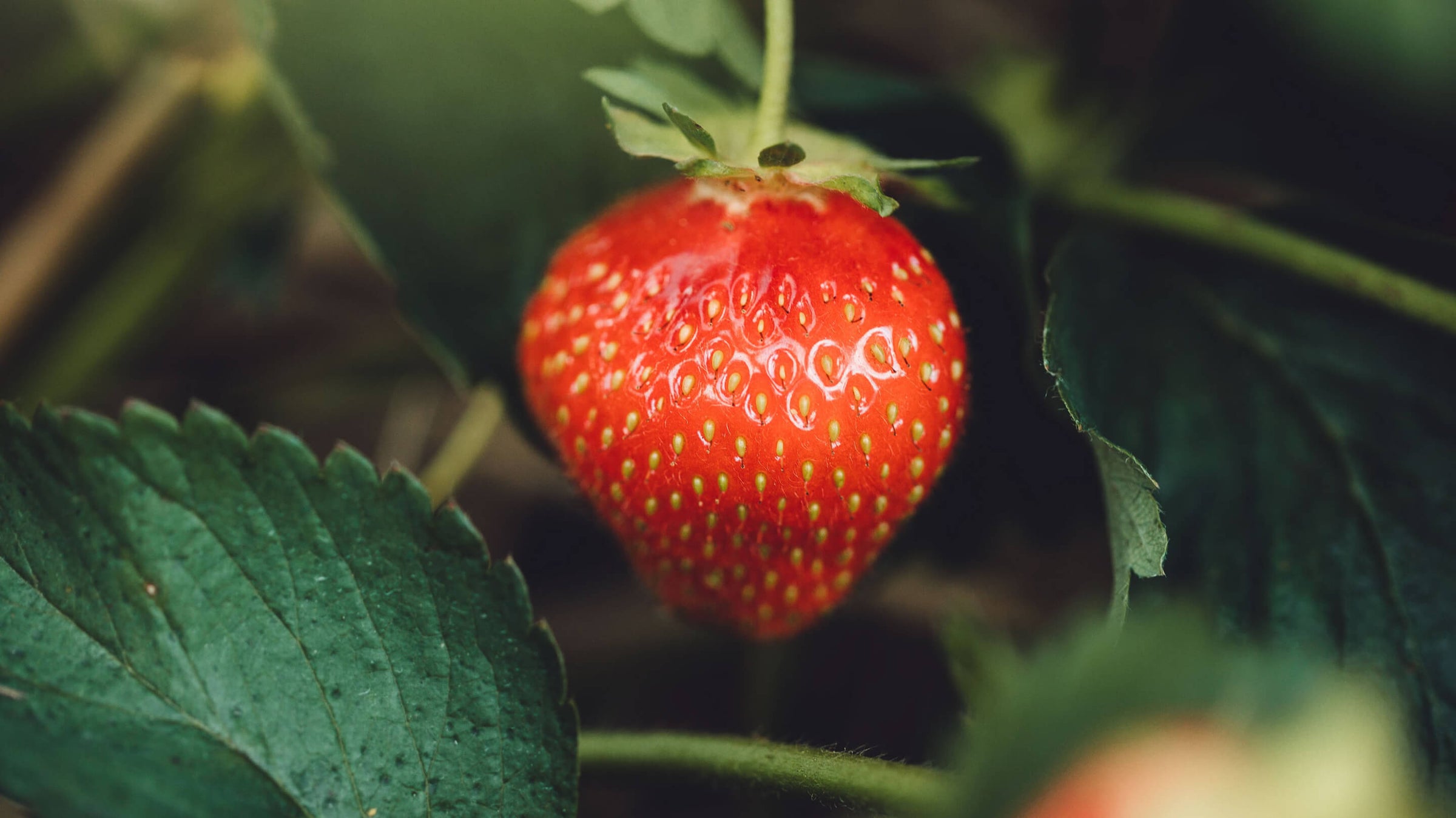 Strawberry Collection