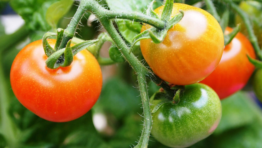 Tomato Collection