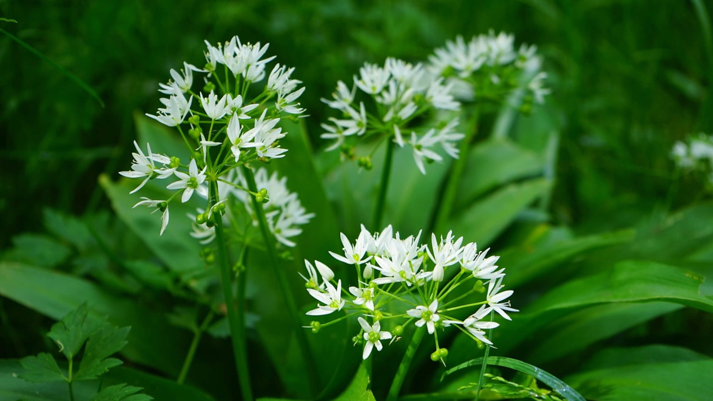 Wild Garlic Collection